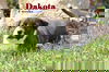 Dakota D140691