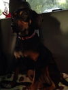 Abby D140771