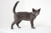 Sable C140158