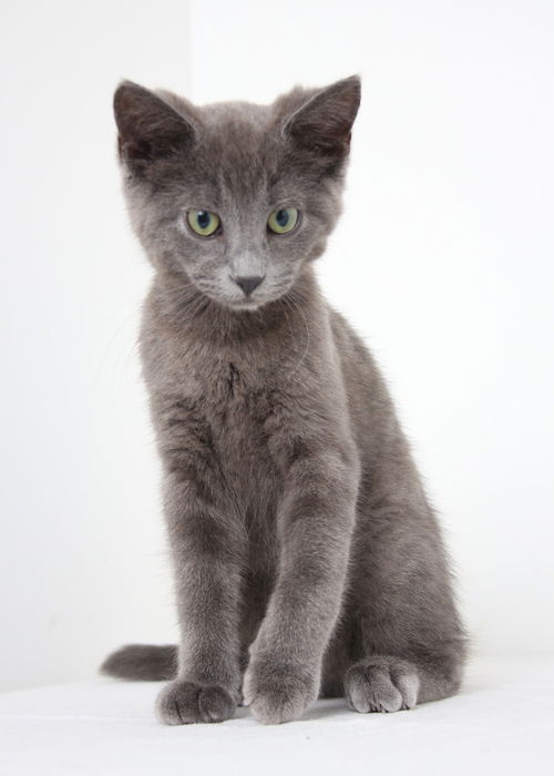 Sable C140158