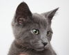 Sable C140158