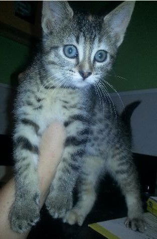 Nala C140169