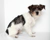 Badger D141228
