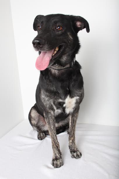 Daisy D141327