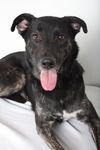 Daisy D141327