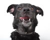 Daisy D141327