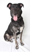 Daisy D141327