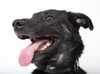 Daisy D141327