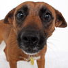 Callie (And Dizzie) D141372