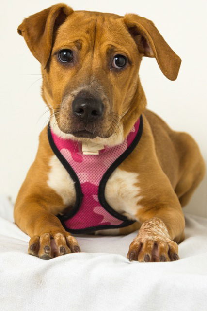 Paislee D141518