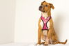 Paislee D141518