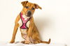 Paislee D141518