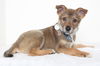 Oatmeal D141543