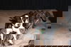 Bambi D150073