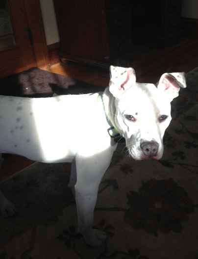 Daisey D150091