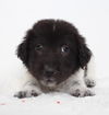Daisy-Head Mayzie D150249