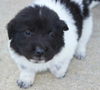 Daisy-Head Mayzie D150249