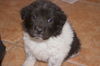 Daisy-Head Mayzie D150249