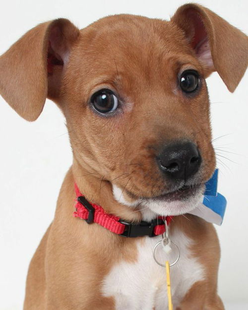 Daisy D150316