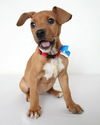 Daisy D150316