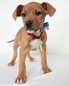 Daisy D150316