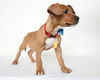 Daisy D150316