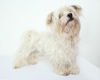 Paddy D150325