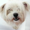 Paddy D150325