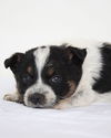 Sable D150469