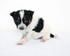 Sable D150469