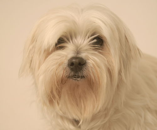 Bailey D150528
