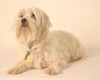 Bailey D150528