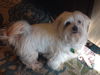 Bailey D150528