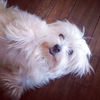 Bailey D150528