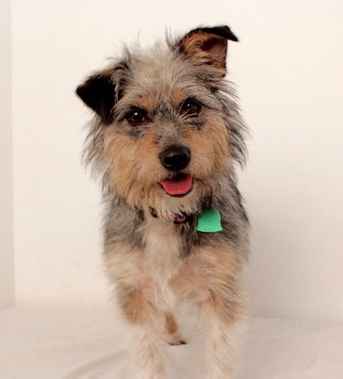 Nala D150557
