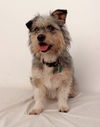 Nala D150557