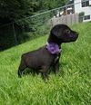 Baby Ruth D150692