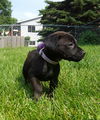 Baby Ruth D150692