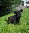 Baby Ruth D150692