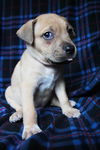 Bailey D150740