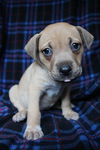 Bailey D150740
