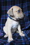 Bailey D150740