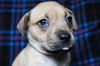 Bailey D150740