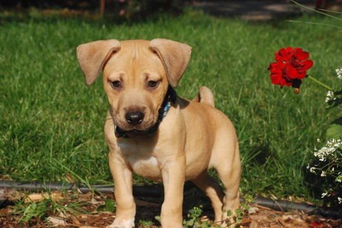 Bailey D150740