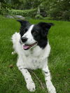 Bailey D150943
