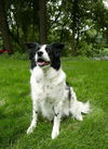 Bailey D150943