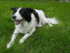 Bailey D150943