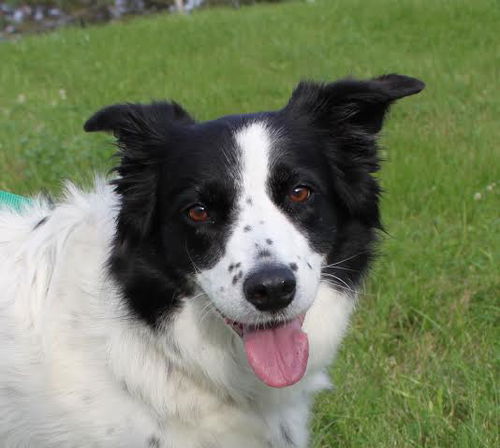 Bailey D150943