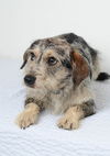 Daisy D150995