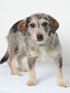 Daisy D150995